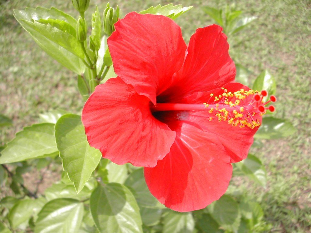 Kwiaty