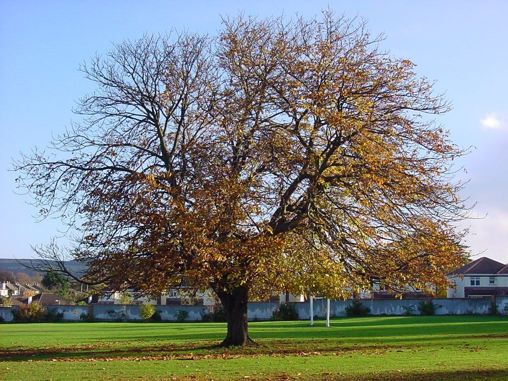 Przyroda