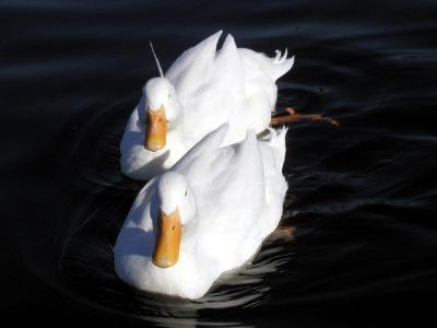 Zwierzęta