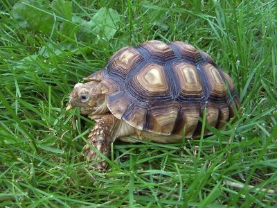 Zwierzęta