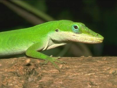 Zwierzęta