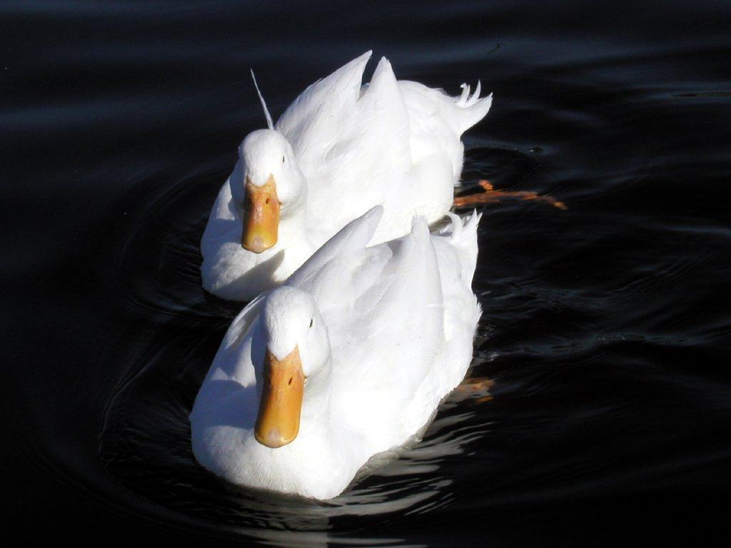 Zwierzęta